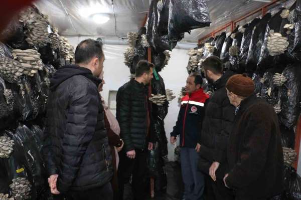 Erzincan'da istiridye mantarı üretimi başladı