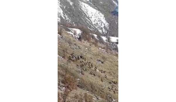Nesli tükenme tehlikesi bulunuyordu, Elazığ'da sürü halinde görüldü