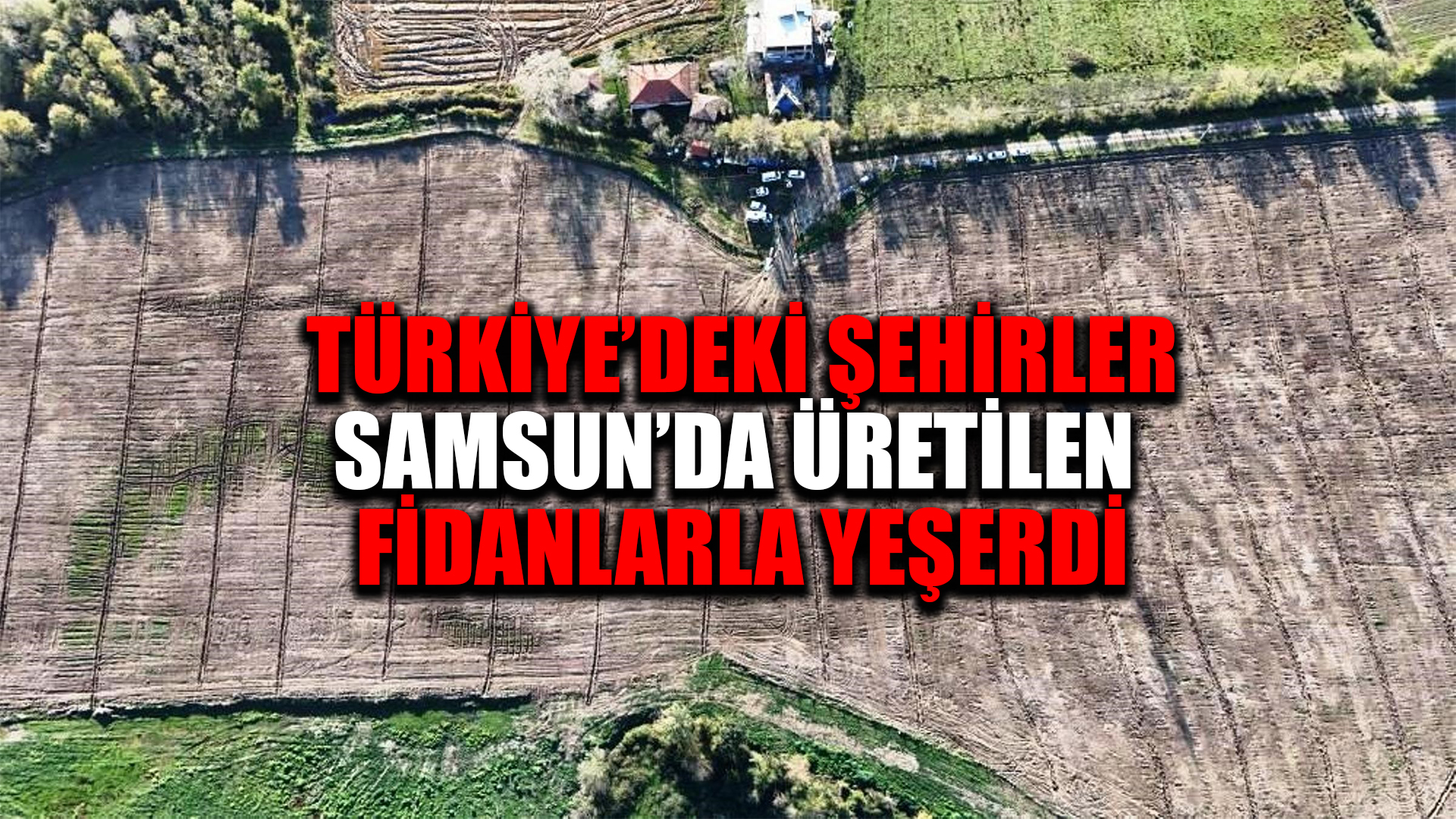 Türkiye'deki şehirler, Samsun'da üretilen fidanlarla yeşerdi