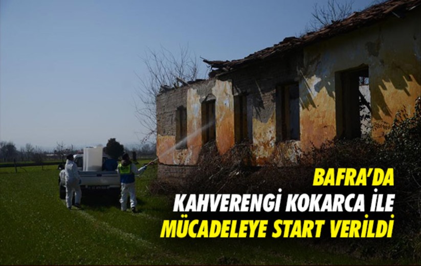 Bafra'da kahverengi kokarca ile mücadeleye start verildi
