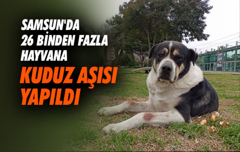Samsun'da 26 binden fazla hayvana kuduz aşısı yapıldı