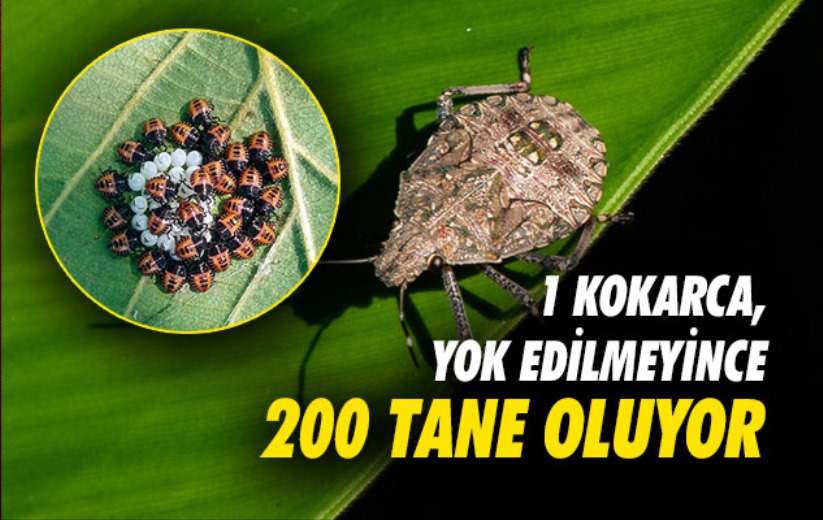 1 kokarca, yok edilmeyince 200 tane oluyor