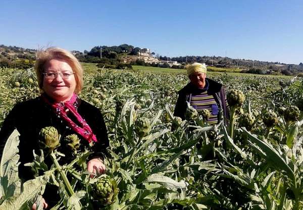 Çeşme'nin sakız enginarını tarladan tüketiciye ulaştırıyorlar