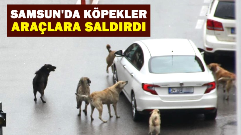 Samsun'da köpekler araçlara saldırdı