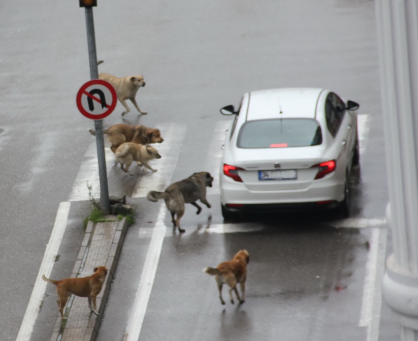 Samsun'da köpekler araçlara saldırdı