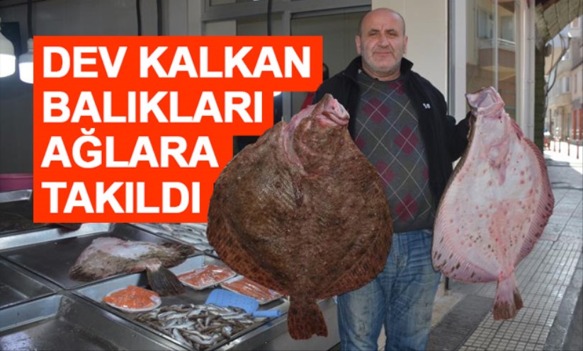 Dev kalkan balıkları ağlara takıldı