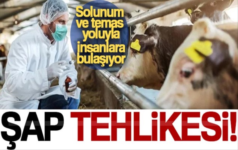 Şap hastalığı, solunum ve temas yoluyla insanlara bulaşıyor