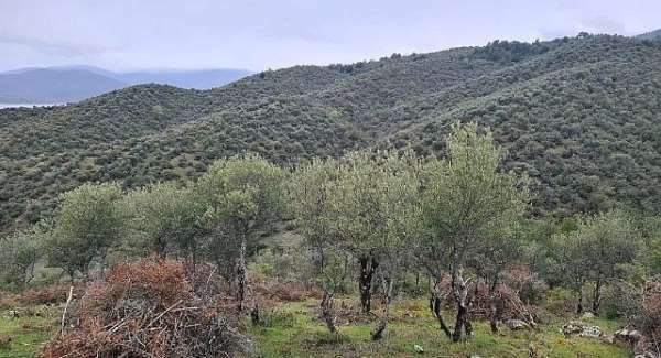 Sinop'ta Delice zeytin ağaçları ekonomik değere dönüşüyor