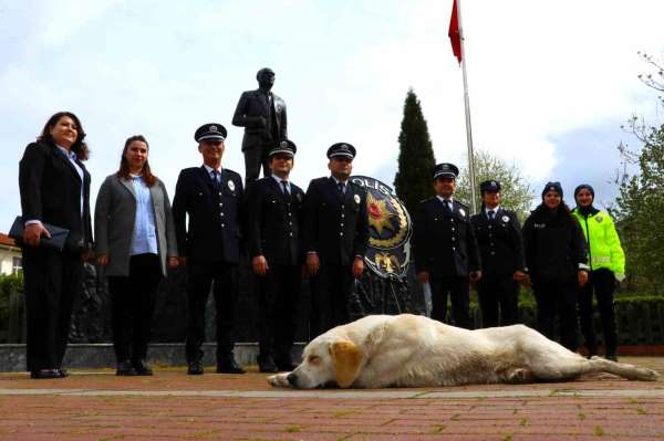 Taşova'da sokak köpeği törende polislerin yanında uyudu