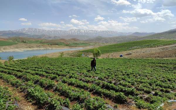 Ot bitmeyen tarlalarda şimdi 'çilek' yetiştiriliyor