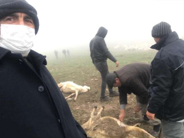 Tokat'ta 20 koyun telef oldu, zehirlenme iddiası üzerine inceleme başlatıldı