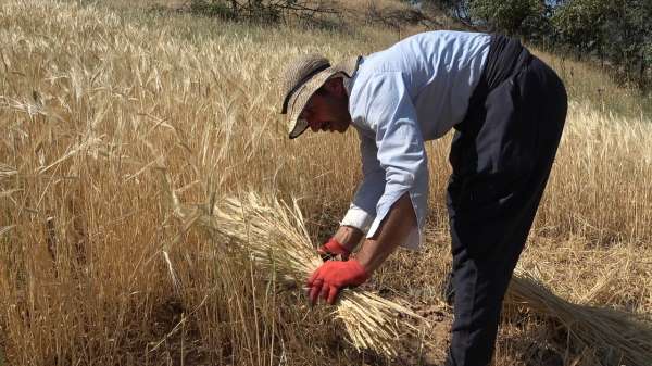 Derecik'te yılın ilk bereketli buğday hasadı sevindirdi - Hakkari haber