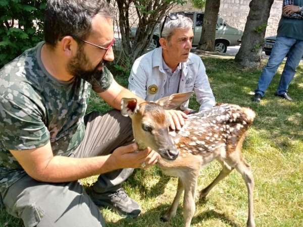 Köpeklerin saldırısına uğrayan kızıl geyik yavrusu tedavi altına alındı - Afyonkarahisar haber