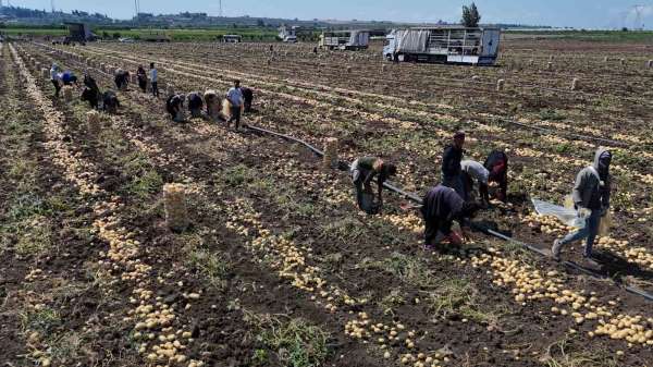 Hasadı süren patateste fiyat 7 liraya kadar geriledi