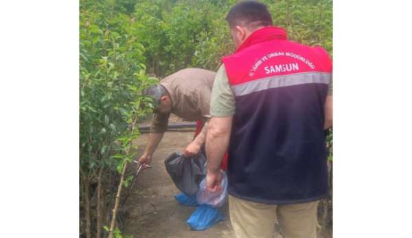 Samsun'da fidancılık işletmeleri mercek altında