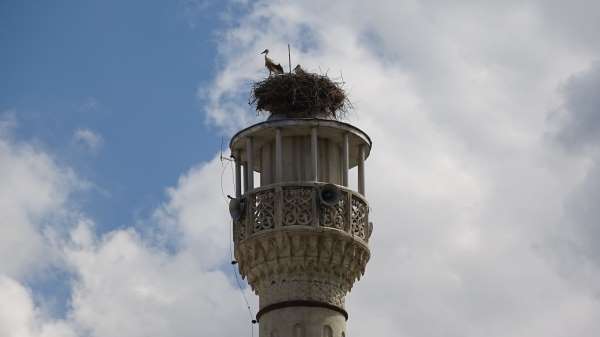 Uçakların güvenliği için tıraşlanan minare leyleklerin yuvası oldu