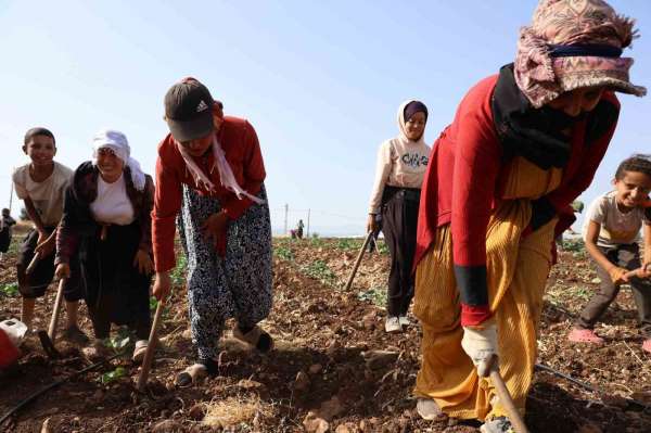 Kahramanmaraş'ta hasadın tamamlandığı tarım arazileri ikinci ürünle buluşturuluyor