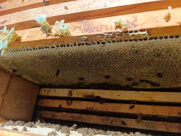 Bal gibi sezon arıcıların yüzünü güldürdü