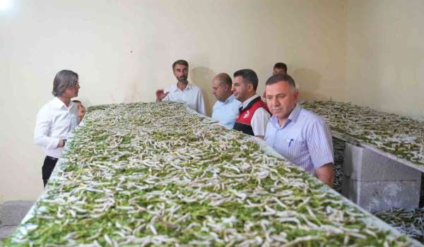 'Böcekle mi uğraşacaksın' sözlerine aldırmadı, binlerce lira kazandı