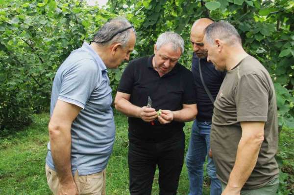 Trabzon'da 2025 fndık rekoltesi için çotanak sayımı başladı