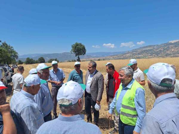 Vezirköprü'de kanola hasadı başladı