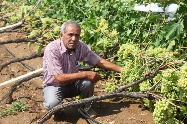 Manisa'da çiftçileri sel felaketi vurdu 