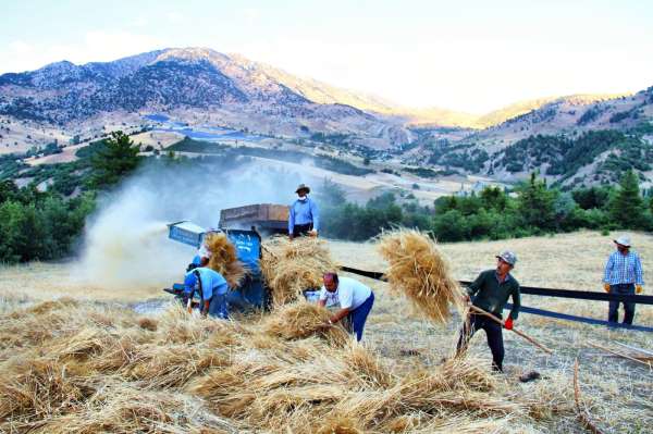 Göksun'da ekinler biçilmeye başladı