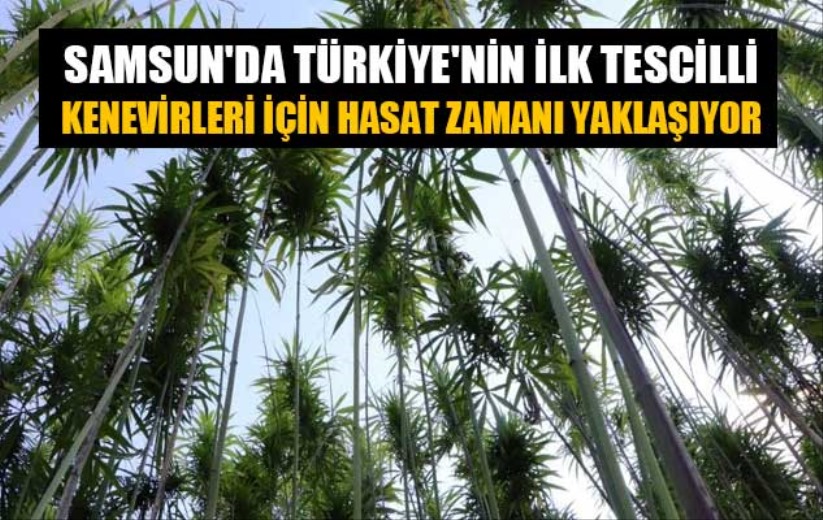 Samsun'da Türkiye'nin ilk tescilli kenevirleri için hasat zamanı yaklaşıyor