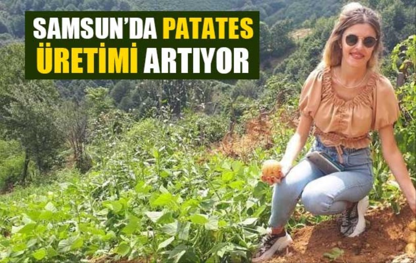 Samsun'da patates üretimi artıyor