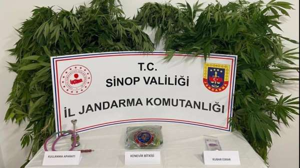 Sinop'ta uyuşturucu operasyonunda 63 kök kenevir ele geçirildi