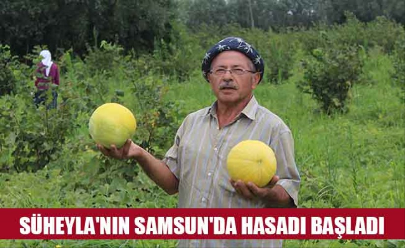 Baldan tatlı kavun: Süheyla'nın Samsun'da hasadı başladı