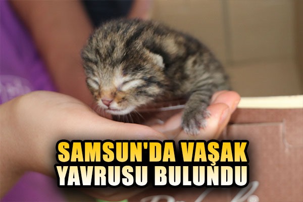 Samsun'da vaşak yavrusu bulundu