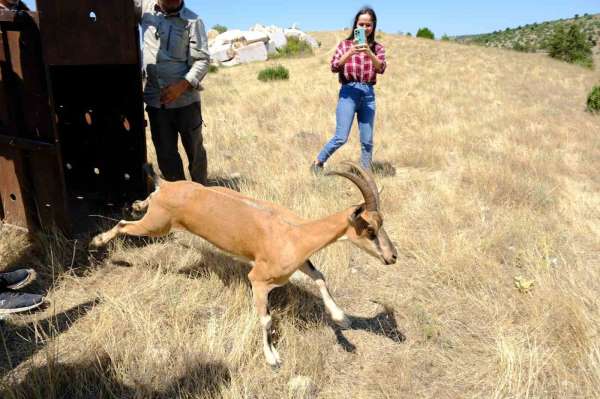 Kazankaya Kanyonu'na 5 dağ keçisi bırakıldı