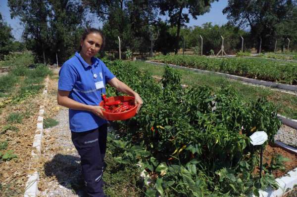 Türkiye'nin 81 iline ücretsiz dağıtılacak yerel tohum hazırlığı başladı