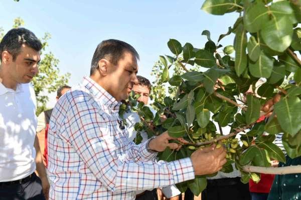 Şanlıurfa'da boz fıstık hasadı başladı