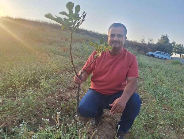 Sarıgöl'de sarılop incir üretimi yaygınlaşıyor