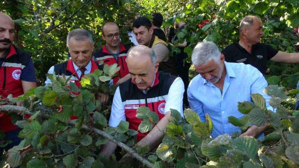 Ordu'da fındık hasadı resmi olarak başladı