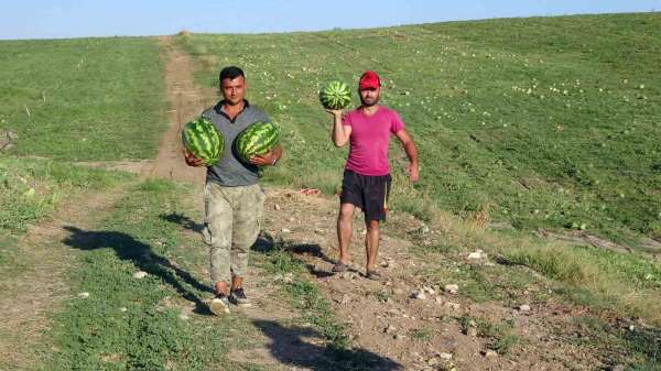 Yozgat'ta kavun ve karpuz hasadı sürüyor