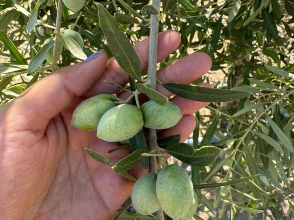 Manisa'da zeytinde rekolte çalışmaları başladı