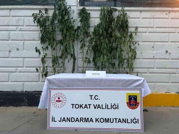 Tokat'ta kenevir operasyonunda 1 kişi yakalandı