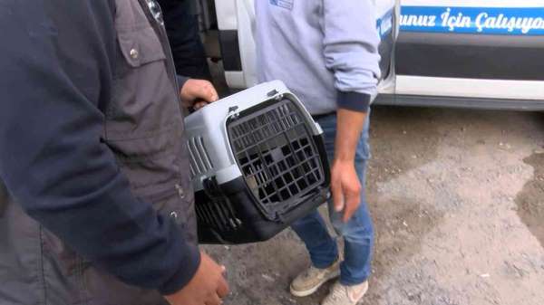 Kadıköy'de patlamada mahsur kalan kediyi ekipler kurtardı