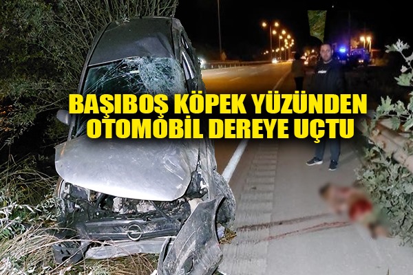 Başıboş köpek yüzünden otomobil dereye uçtu