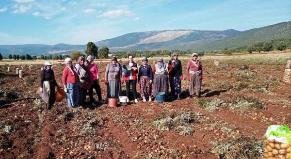 Domaniç'te patates hasat çalışmaları kontrol edildi