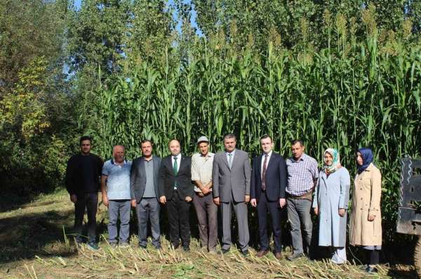 Tokat'ta ilk kez ekilen sorgum sudan otu melezi ekonomiye katkı sağlayacak