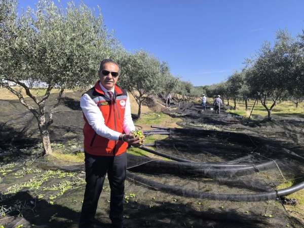 Aydın, zeytincilikte Türkiye'nin zirvesinde