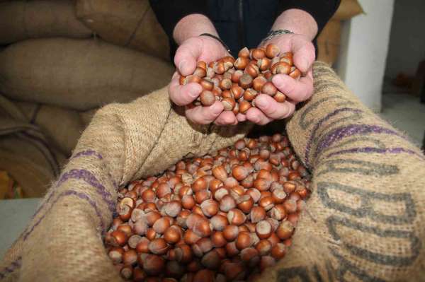 Giresun'da fındık fiyatları haftayı 315 liradan kapattı