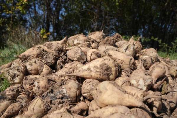 Tarım Bakanlığı: 'Kuraklık nedeniyle şeker pancarı üretimini kısıtlamayacağız'