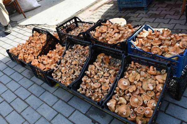 Vezirköprü'de kanlıca mantarı tezgahlarda