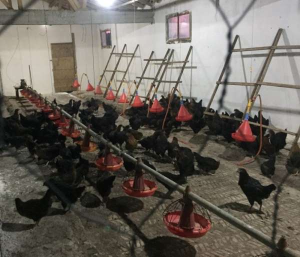 Büyükşehir'den çiftçilere yüzde 50 hibeli gezen tavuk desteği 