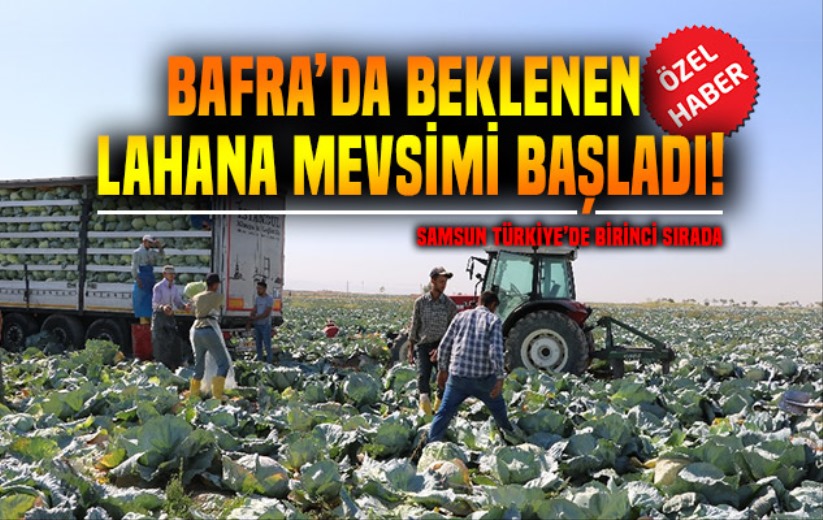 Bafra'da beklenen lahana mevsimi başladı!